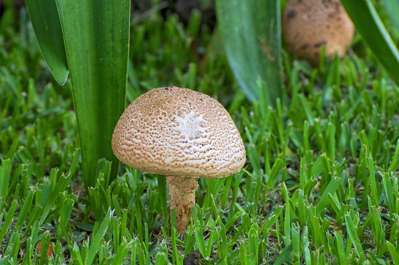 mushroom growing